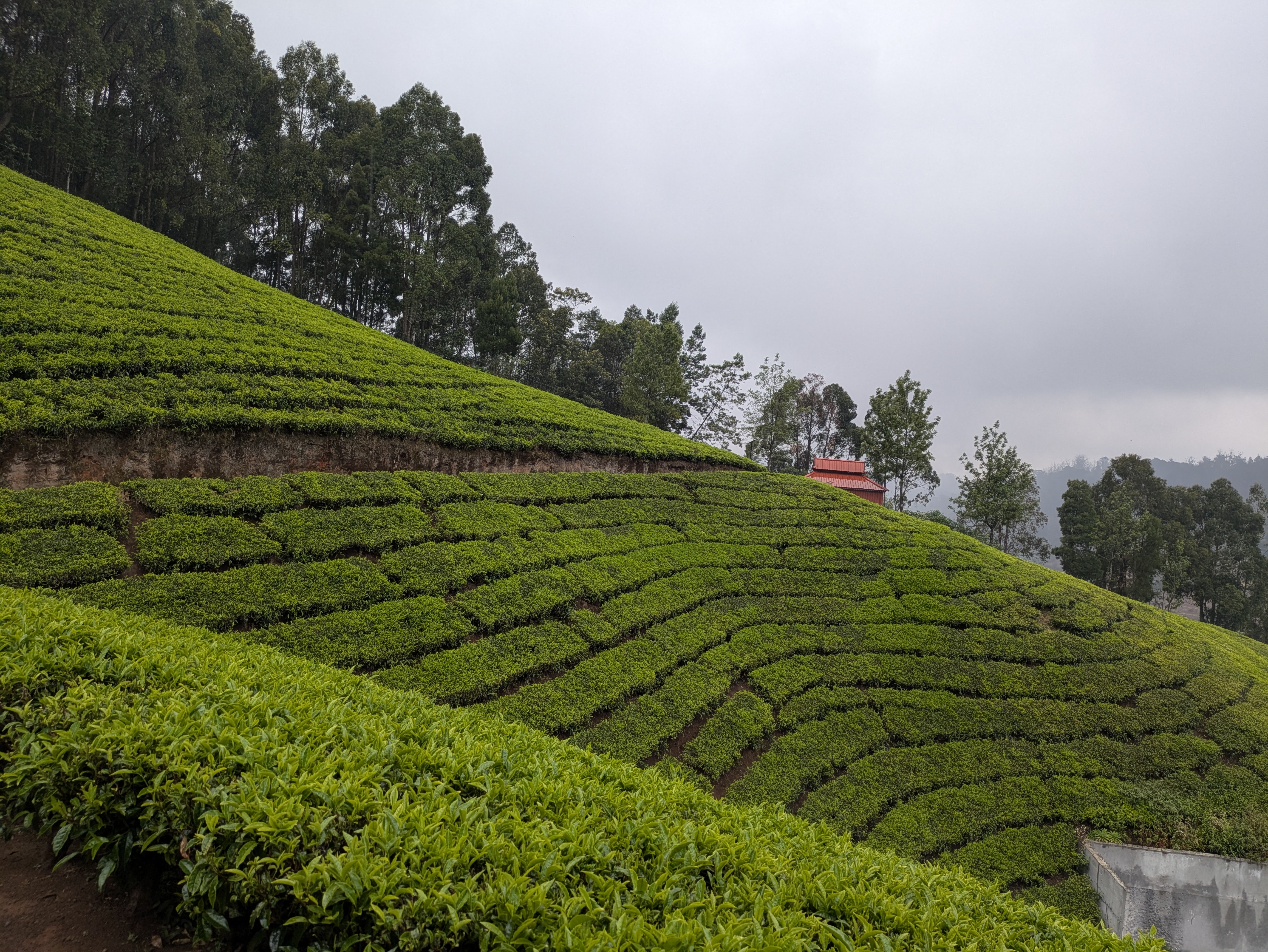 Tea gardens in the rain